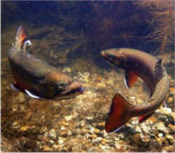 Vermont State Coldwater Fish - Brook Trout