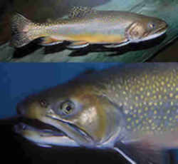 Vermont State Coldwater Fish - Brook Trout