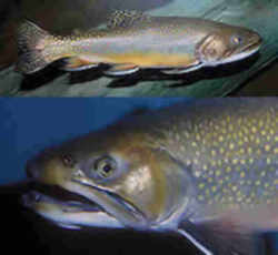 Vermont State Coldwater Fish - Brook Trout