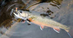 West Virginia State Fish - Brook Trout