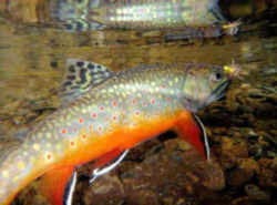 West Virginia State Fish - Brook Trout