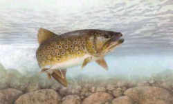 West Virginia State Fish - Brook Trout