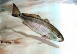 North Carolina State Saltwater Fish - Channel Bass (Red Drum)