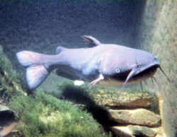 Iowa State Fish: Channel Catfish