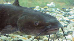 Iowa State Fish: Channel Catfish