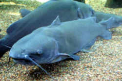 Missouri State Fish: Channel Catfish