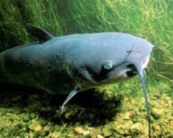 Missouri State Fish - Channel Catfish