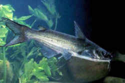 Nebraska Fish - Channel Catfsh