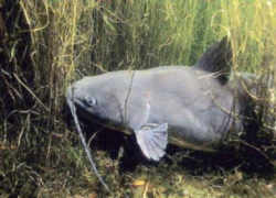 Tennessee State Fish: Channel Catfish