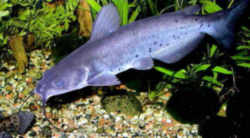 Tennessee State Fish: Channel Catfish