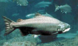 Oregon State Fish - Chinook Salmon