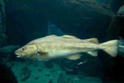 Massachusetts State Fish - Cod 