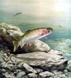 Idaho State Fish - Cutthroat Trout