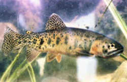 Idaho State Fish - Cutthroat Trout