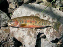 Montana Fish - Blackspotted Cutthroat Trout