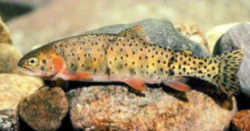 Wyoming State Fish - Cutthroat Trout