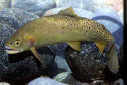 Wyoming State Fish - Cutthroat Trout