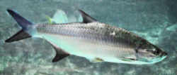 Alabama Saltwater State Fish: Fighting Tarpon