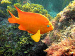 California State Marine Fish - Garibaldi