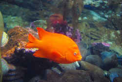 California State Marine Fish - Garibaldi