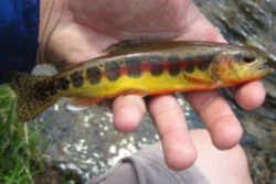 California State Fish - Golden Trout