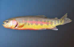 California State Fish - Golden Trout