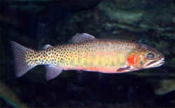 Colorado State Fish - Greenback Cutthroat Trout