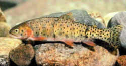 Colorado State Fish - Greenback Cutthroat Trout