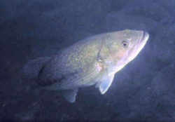 Kentucky State Fish - Kentucky Spotted Bass