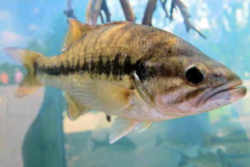 Kentucky State Fish - Kentucky Spotted Bass