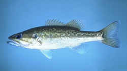 Kentucky State Fish - Kentucky Spotted Bass