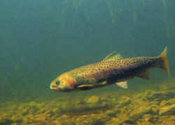 Nevada State Fish - Lahontan Cutthroat Trout 