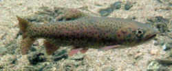 Nevada State Fish - Lahontan Cutthroat Trout 