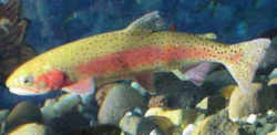 Nevada State Fish - Lahontan Cutthroat Trout 