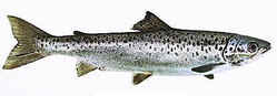 Maine State Fish - Landlocked Salmon