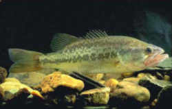 Alabama Freshwater State Fish: Largemouth Bass