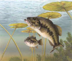 Florida State Freshwater Fish - Largemouth Bass