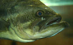 Florida State Freshwater Fish - Largemouth Bass