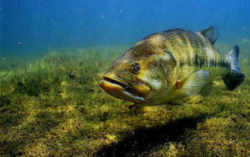 Georgia State Fish - Largemouth Bass