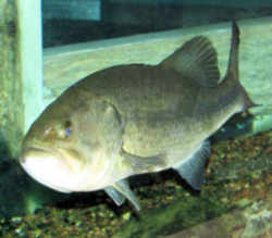 Mississippi State Fish - Largemouth Bass