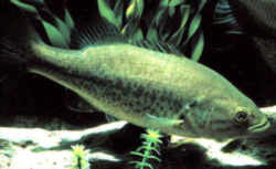 Mississippi State Fish - Largemouth Bass