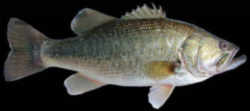 Tennessee State Sport Fish - Largemouth Bass