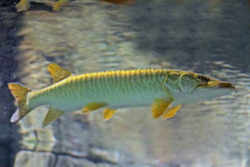 Wisconsin State Fish - Muskellunge 