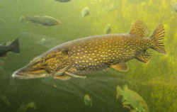 North Dakota State Fish - Northern Pike