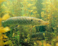 North Dakota State Fish - Northern Pike