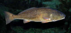 Texas State Saltwater Fish - Red Drum