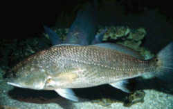 Texas State Saltwater Fish - Red Drum