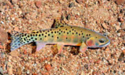 New Mexico State Fish - Rio Grande Cuttthroat Trout