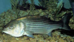 Maryland State Fish - Rockfish - Striped Bass