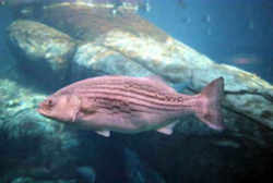 Maryland State Fish - Rockfish - Striped Bass